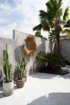 Outdoor setting with potted plants, a concrete wall, and a palm tree.Outdoor mirror