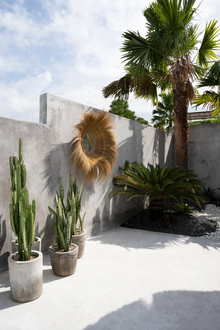 Outdoor setting with potted plants, a concrete wall, and a palm tree.Outdoor mirror