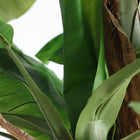 The Bananera Plant — contemporary decorative botanical in plastic from Laiyahome