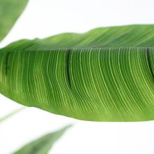 The Bananera Plant — contemporary decorative botanical in plastic from Laiyahome