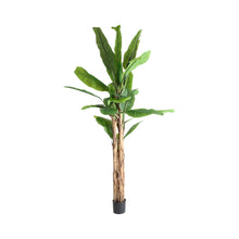 The Bananera Plant — contemporary decorative botanical in plastic from Laiyahome