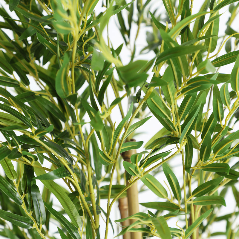 BAMBÚ PLANT — Laiyahome