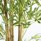BAMBÚ PLANT — Laiyahome