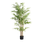BAMBÚ PLANT — Laiyahome