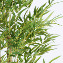BAMBÚ PLANT — Laiyahome