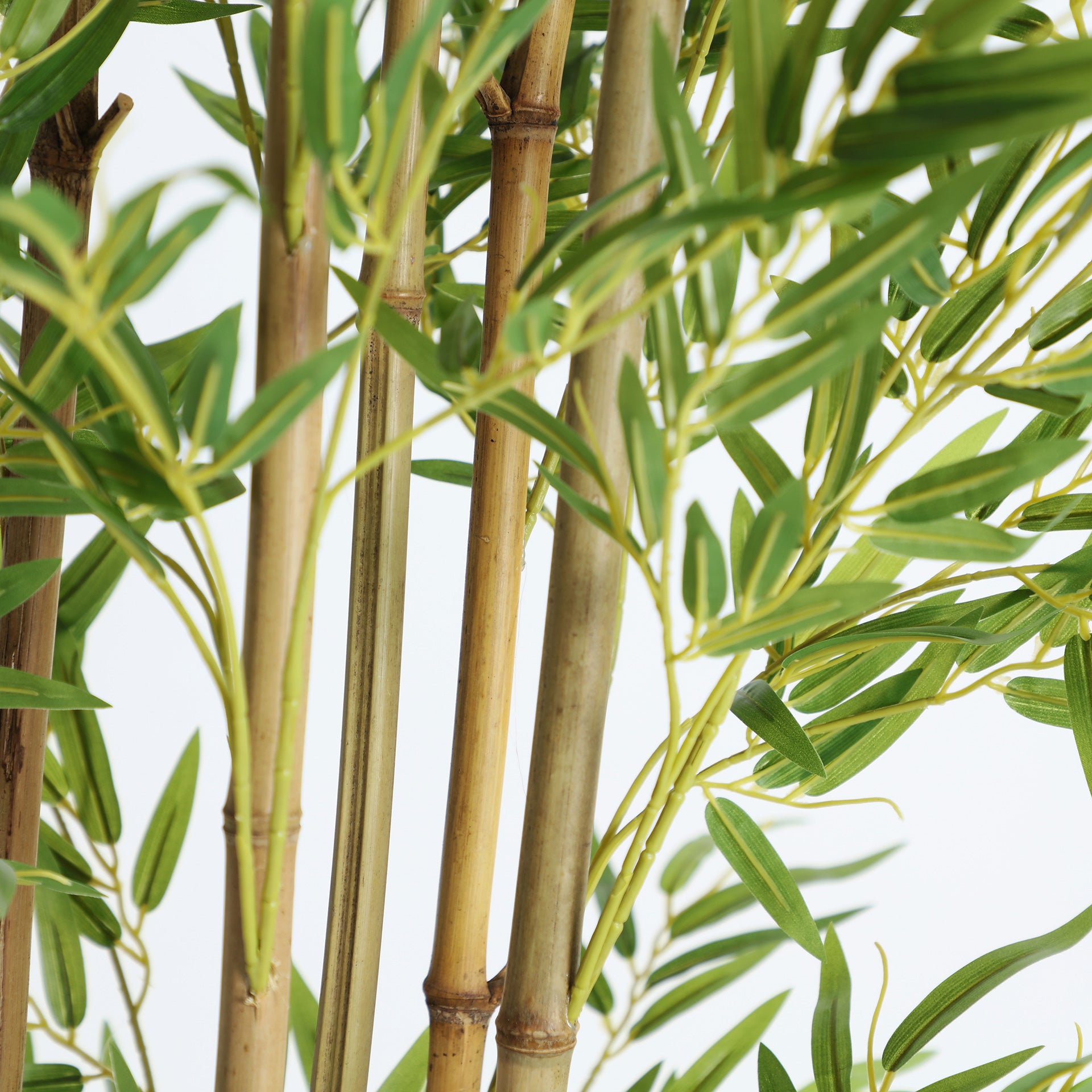BAMBÚ PLANT — Laiyahome