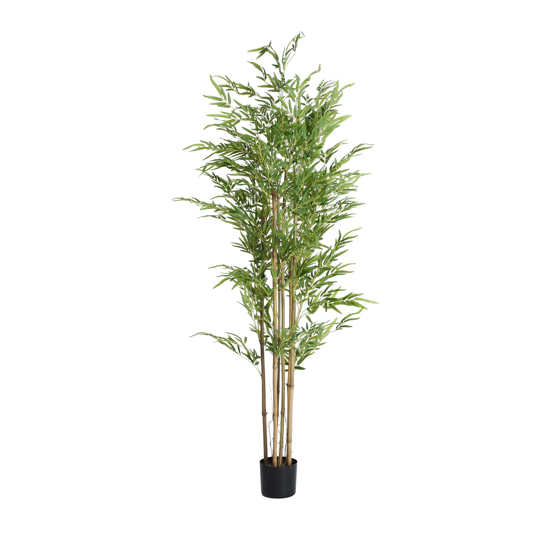 BAMBÚ PLANT — Laiyahome